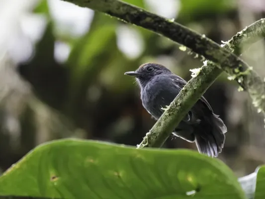 File:Dysithamnus occidentalis - Bicolored Antvireo.jpg