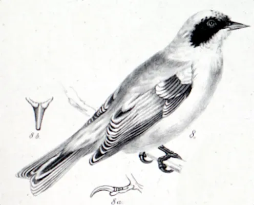 File:Remiz macronyx (Severtzov, 1873).jpg