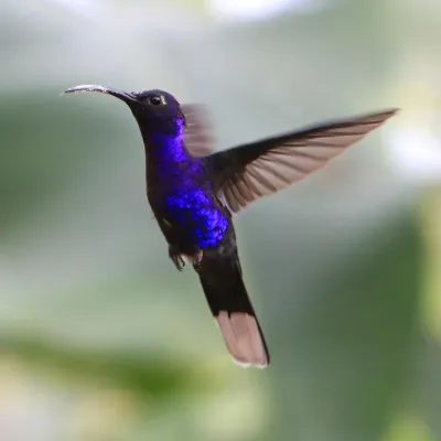 File:Campylopterus hemileucurus -Costa Rica -flying-8.jpg
