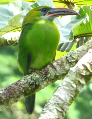 File:Aulacorhynchus sulcatus.jpg