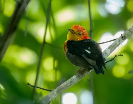 File:Pipra aureola - Crimson-hooded Manakin (male), Itacoatiara, Amazonas, Brazil.jpg