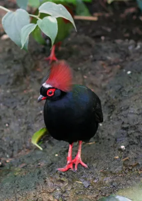 File:Rollulus rouloul -Toronto Zoo, Canada -male-8a.jpg
