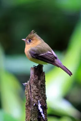 File:Mitrephanes phaeocercus -Costa Rica-8a.jpg