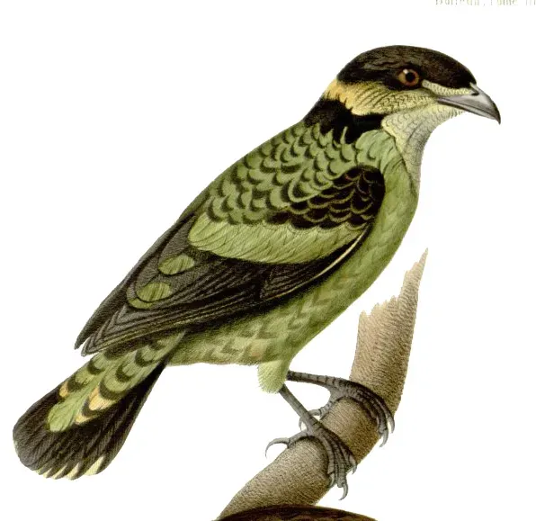 File:Ampelioides tschudii.jpg