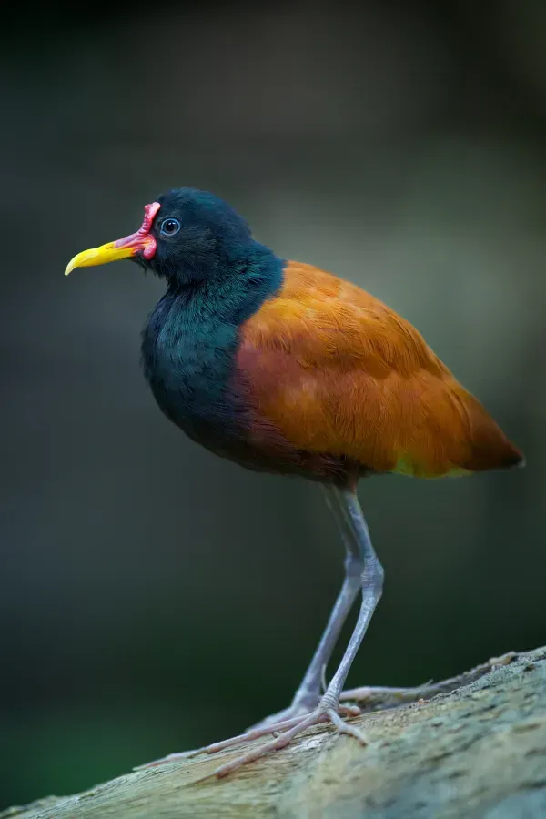 File:Jacana jacana -Cleveland Metroparks Zoo, Ohio, USA-8a.jpg