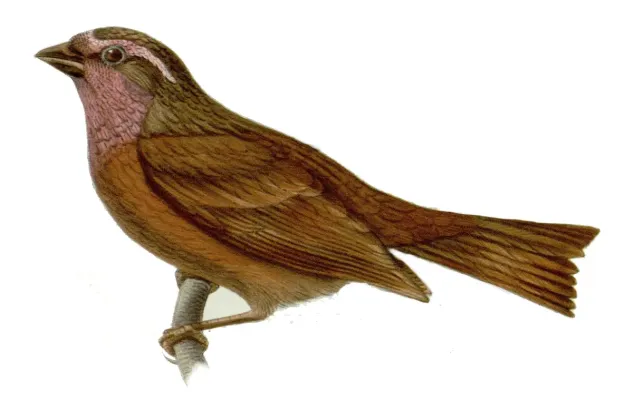 File:Carpodacus edwardsii.jpg