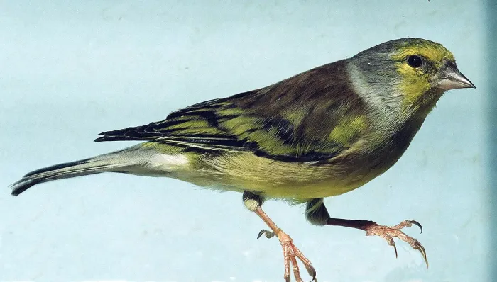 File:Carduelis corsicana.JPG