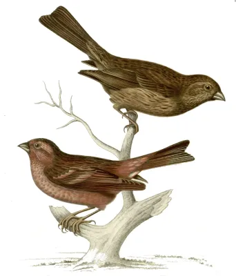 File:Carpodacus pulcherrimus.jpg