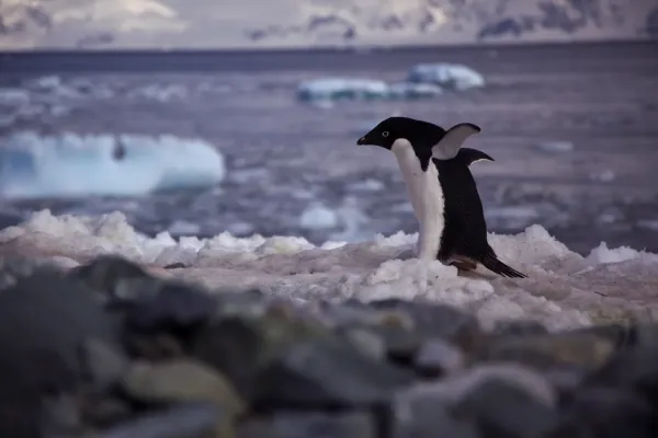 File:Adelie penguin (Pygoscelis adeliae), walking.jpg
