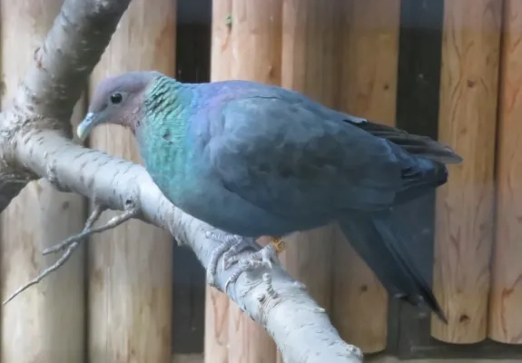 File:Columba janthina nitens inokashira 1.jpg