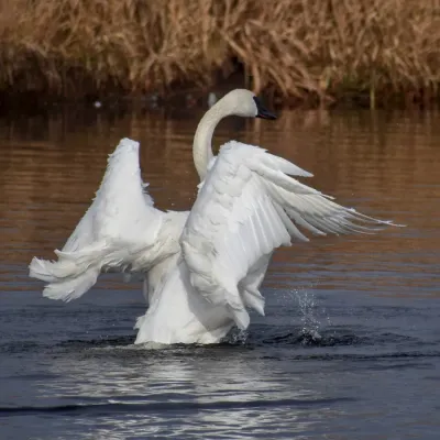 File:Cygnus buccinator - Junction Creek2.jpg