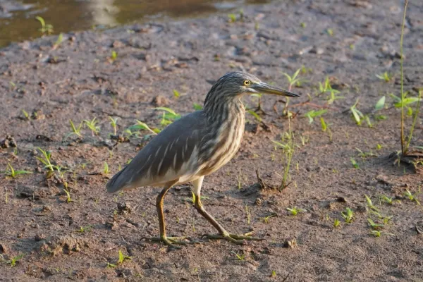 File:Ardeola grayii 01583.jpg