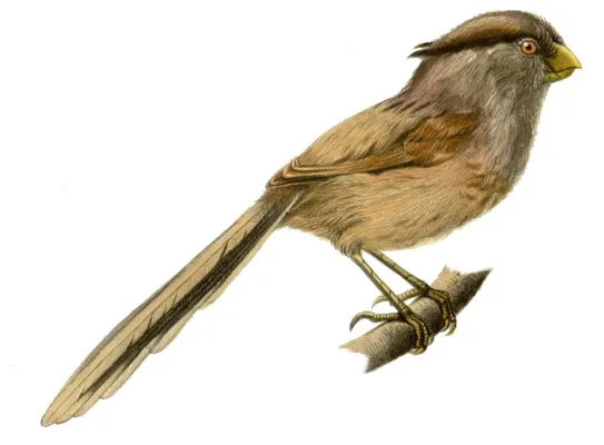 File:Paradoxornis heudei.jpg