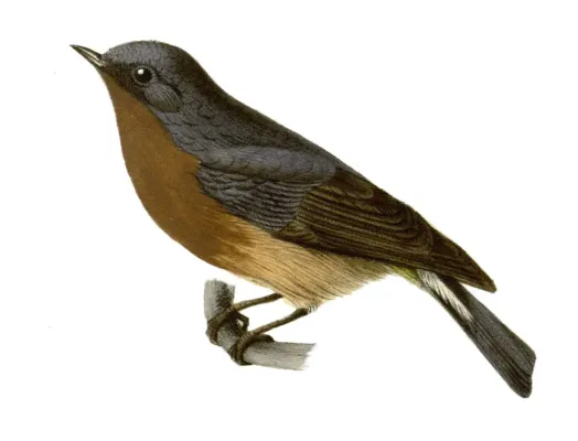 File:Ficedula hodgsonii.jpg