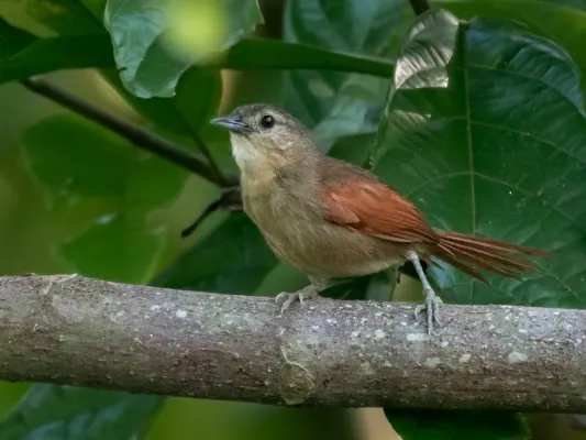 File:Synallaxis gujanensis - Plain-crowned Spinetail; Amazon river island, Itacoatiara, Amazonas, Brazil.jpg