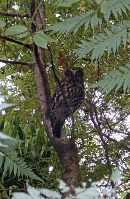 File:Ninox novaeseelandiae novaeseelandiae.jpg
