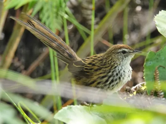 File:Poodytes punctatus vealeae.jpg