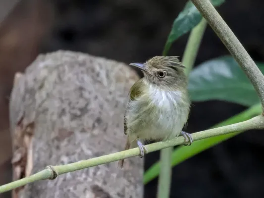 File:Lophotriccus galeatus - Helmeted Pygmy Tyrant, Presidente Figueiredo, Amazonas, Brazil 01.jpg