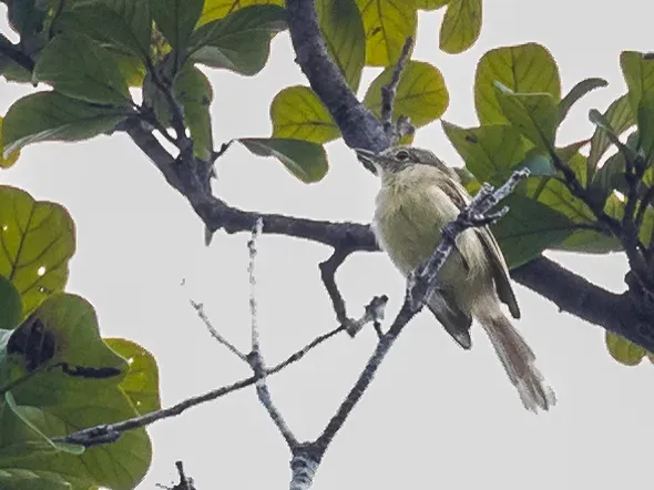 File:Phylloscartes virescens - Olive-green Tyrannulet; Presidente Figueiredo, Amazonas, Brazil.jpg