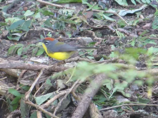 File:Myioborus brunniceps 23456181.jpg