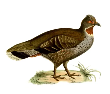 File:Tetraophasis-obscurus.jpg