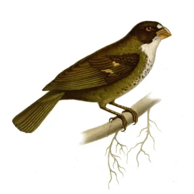 File:Sporophila frontalis.jpg