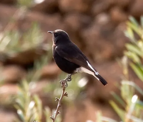 File:Oenanthe leucura Martien Brand.jpg