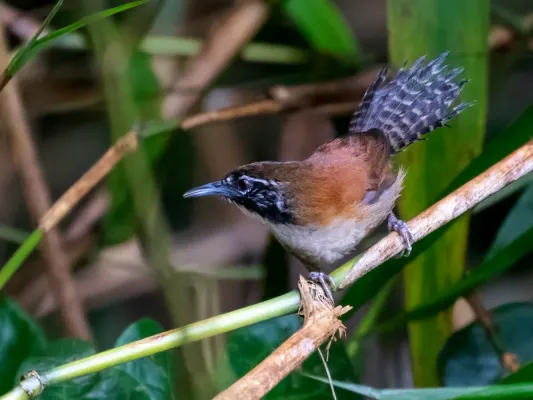 File:Pheugopedius coraya - Coraya Wren; Presidente Figueiredo, Amazonas, Brazil.jpg