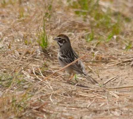 File:Lark Sparrow (Chondestes grammacus) - Flickr - wackybadger (1).jpg