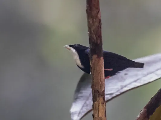 File:Corapipo gutturalis - White-throated Manakin (male), Presidente Figueiredo, Amazonas, Brazil.jpg