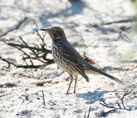 File:Oreoscoptes montanus Sandy Hook NJ.jpg