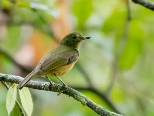 File:Mionectes macconnelli - McConnell's Flycatcher, Presidente Figueiredo, Amazonas, Brazil.jpg
