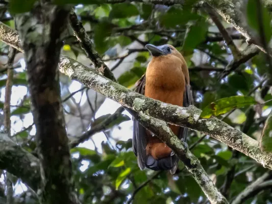 File:Perissocephalus tricolor - Capuchinbird, Presidente Figueiredo, Amazonas, Brazil.jpg