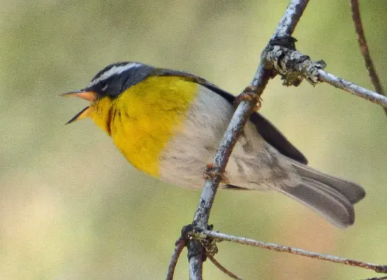 File:Oreothlypis superciliosa 8535888.jpg