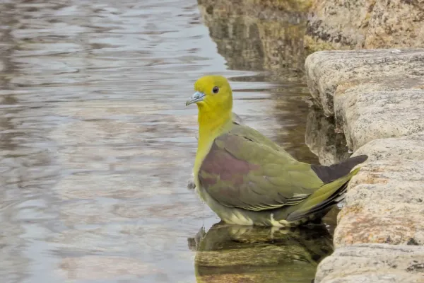 File:2018-01-22 Treron sieboldii, Osaka, Japan 1.jpg