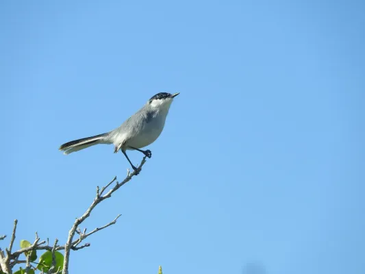 File:Polioptila albiventris 58963803.jpg