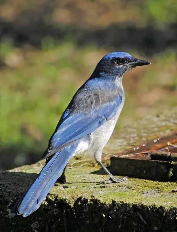 File:Aphelocoma ultramarina 5265159.jpg