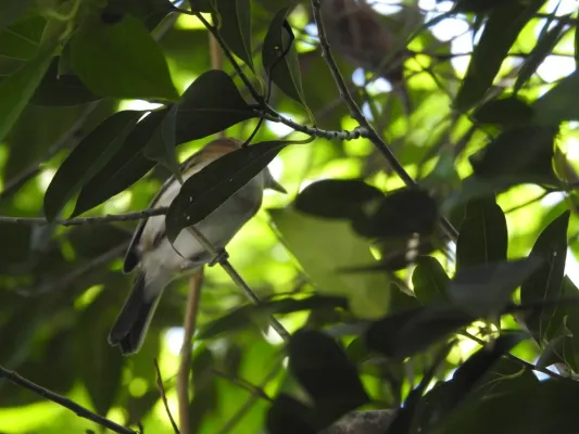File:Vireo bairdi 26762973.jpg