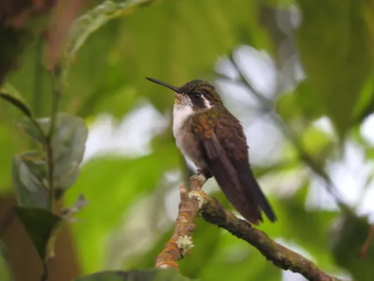 File:Lampornis viridipallens 10004781.jpg