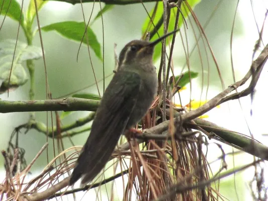 File:Lampornis amethystinus 21183923.jpg