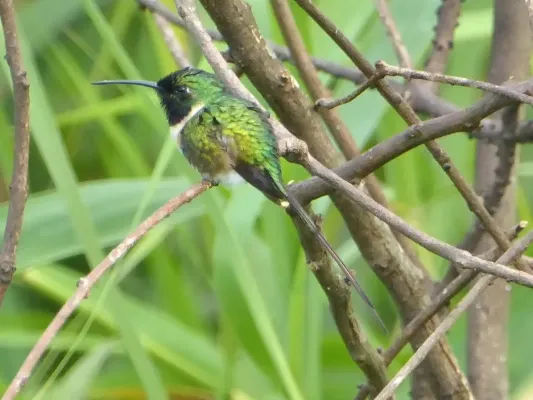 File:Doricha enicura 13729492.jpg