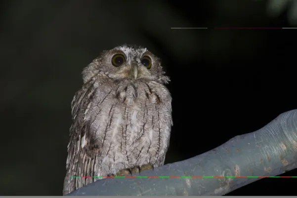 File:Megascops seductus 99384227.jpg