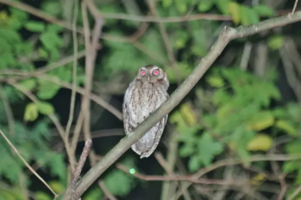 File:Megascops guatemalae 13234107.jpg