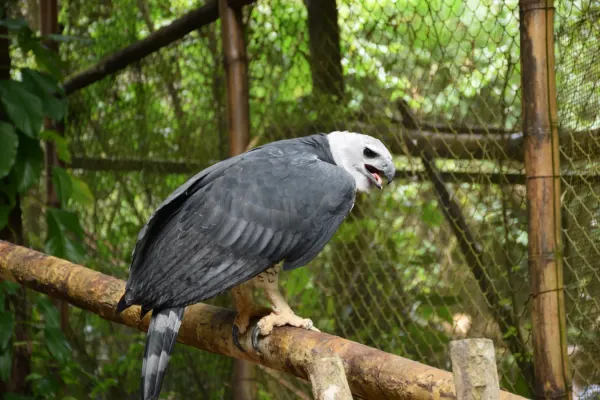 File:Captive Harpia harpyja (Harpy Eagle) at Belize Zoo.jpg