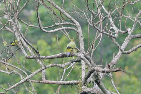 File:Pin-tailed Green Pigeon (Treron apicauda), Bhutan 1.jpg