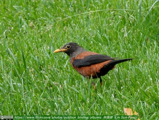 File:灰頭鶇 (Turdus rubrocanus-Chestnut Thrush), Gansu 1.jpg