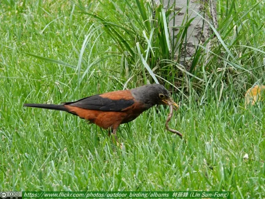 File:灰頭鶇 (Turdus rubrocanus-Chestnut Thrush), Gansu 4.jpg