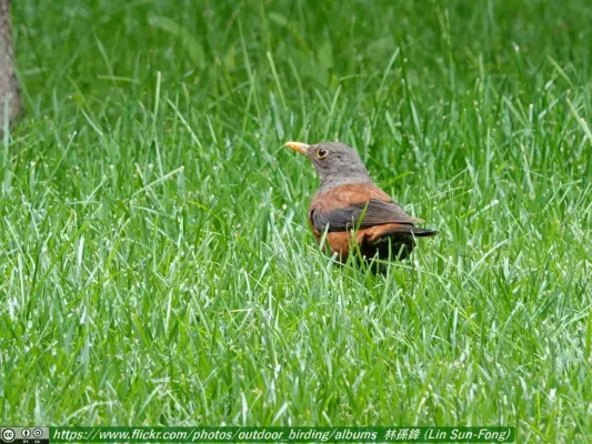 File:灰頭鶇 (Turdus rubrocanus-Chestnut Thrush), Gansu 5.jpg