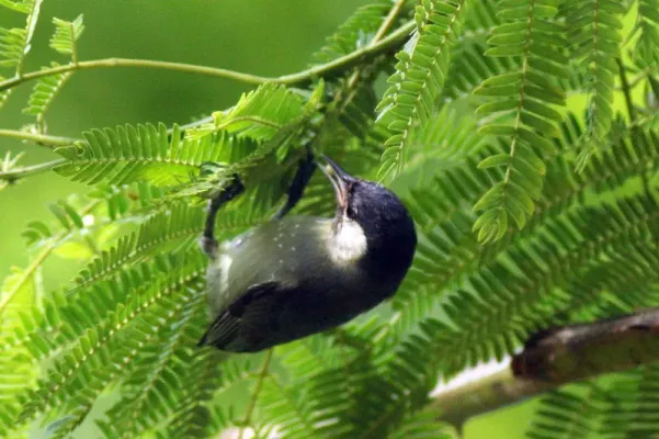 File:White-Eared Conebill (Conirostrum leucogenys).jpg