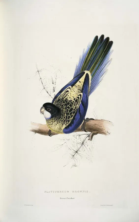 File:Platycercus venustus -Platycercus brownii Brown's Parrakeet -by Edward Lear 1812-1888.jpg